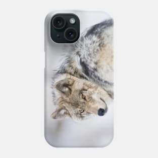 Gray Wolf Looking Back Phone Case