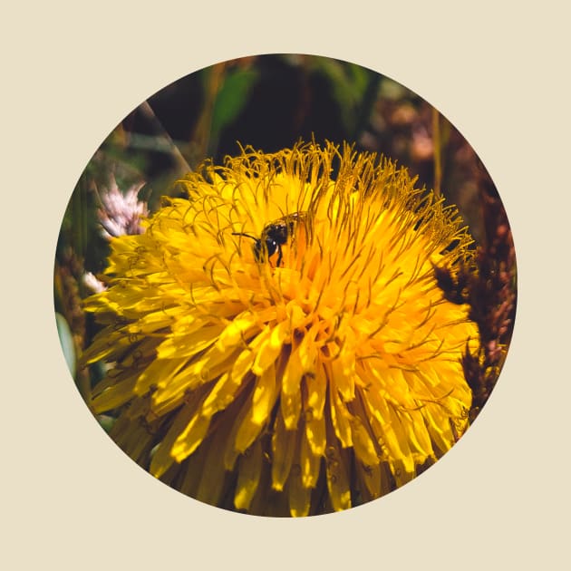 A bee on a dandelion by Karl_The_Faun