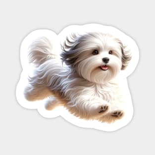 Havanese Magnet