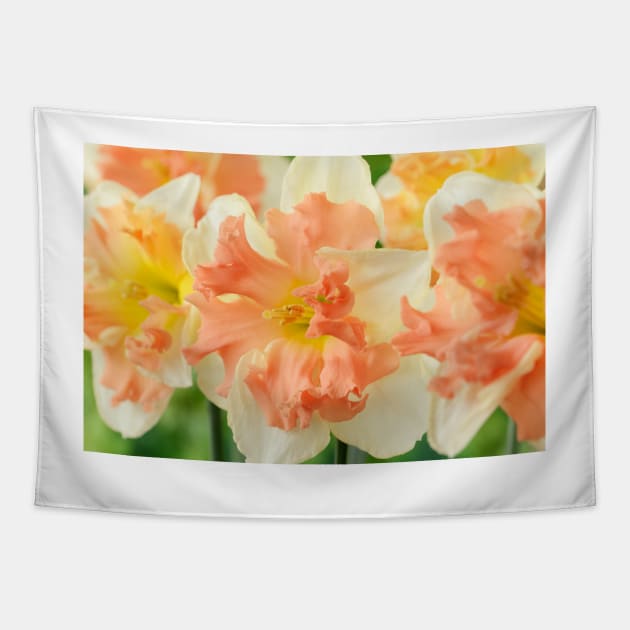 Narcissus  'Vanilla Peach'  Daffodil  Division 11a Split-corona Tapestry by chrisburrows