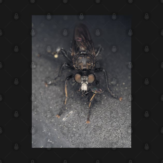 Robber fly (Asilidae) with prey by SDym Photography