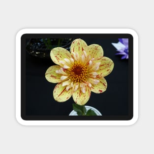 Dahlia #11 Magnet