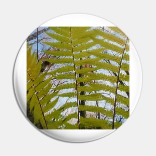 Green Fern in The Forest Pin