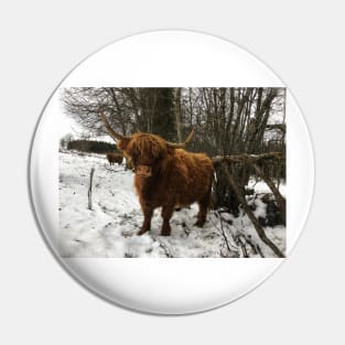 Scottish Highland Cattle Cow 2157 Pin