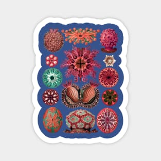 Ernst Haeckel Ascidiae Sea Squirts Red Hues Magnet