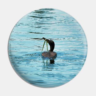 Double-crested Cormorant With Seaweed On Its Bill Pin