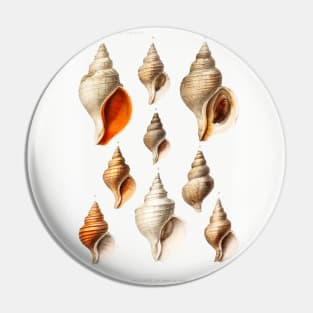 Molluscs of the Northern Seas Pin