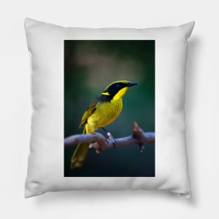 Helmeted Honeyeater Pillow