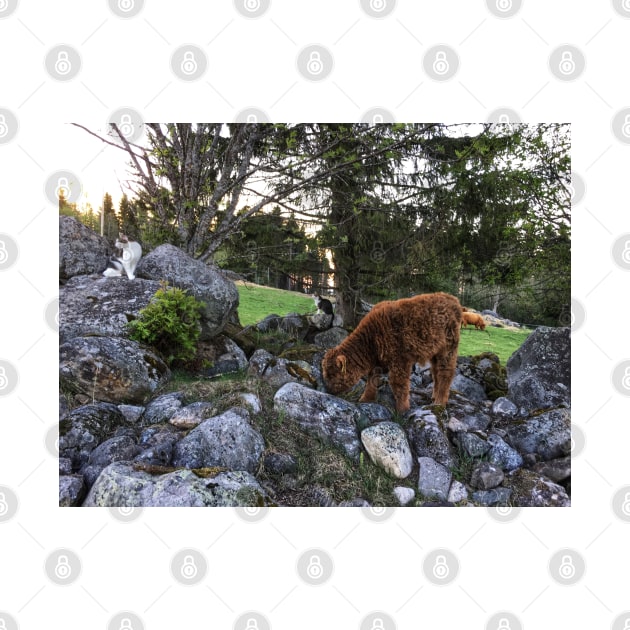 Scottish Highland Cattle Calf and Cats 1756 by SaarelaHighland