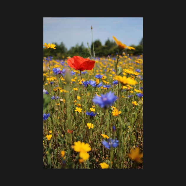 Wildflower meadow by orcadia