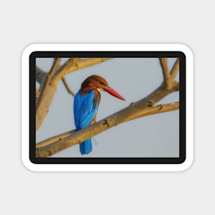 Colourful Kingfisher Magnet