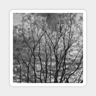 Trees Noir Magnet