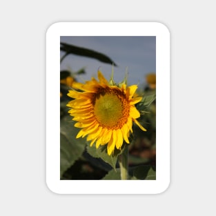 Bright and Colorful Sunflower in a Field Magnet