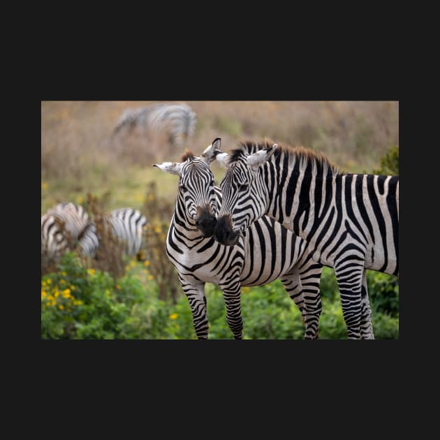 Zebra Affection: Ngorongoro Crater, Tanzania by AndrewGoodall