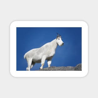 Mountain goat (Oreamnos americanus) in Mount Rainier National Park Magnet