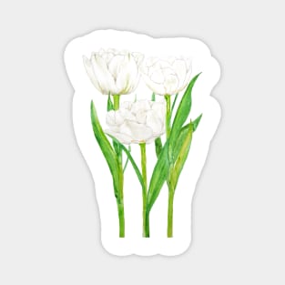 white tulip flowers Magnet
