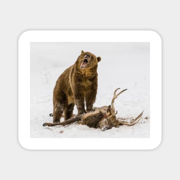 Grizzly on Elk Magnet by jforno