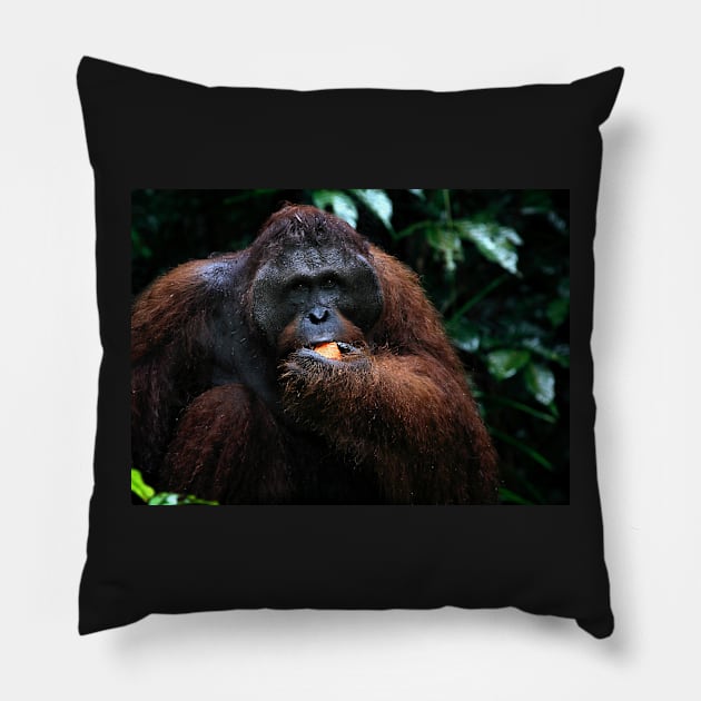 "George" Large male Orangutan, Borneo Pillow by Carole-Anne