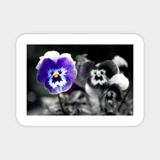 Blue Pansy Pansies Violas Summer Flowers Magnet