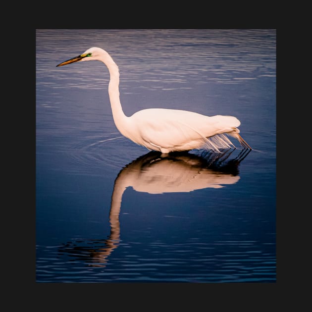 Great Egret reflection by blossomcophoto