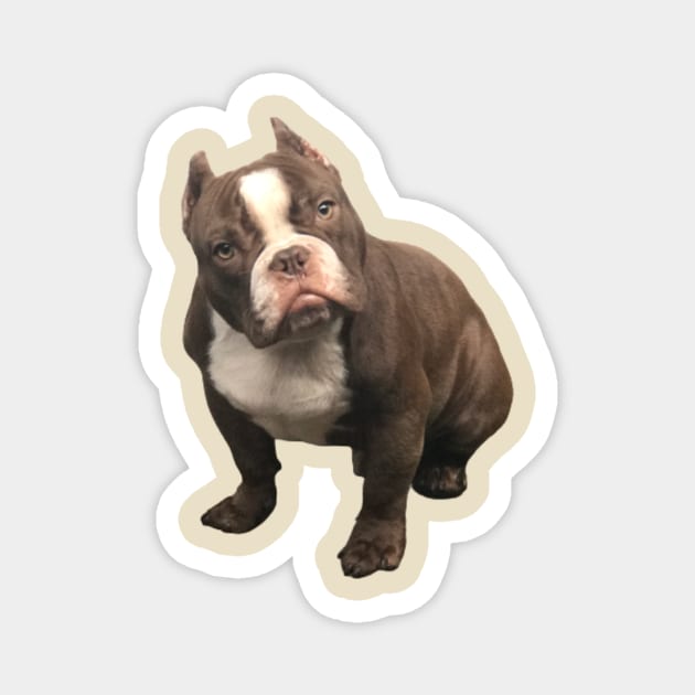 Bully Magnet by Oregon Art Shop