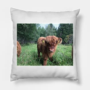 Scottish Highland Cattle Calf 1511 Pillow