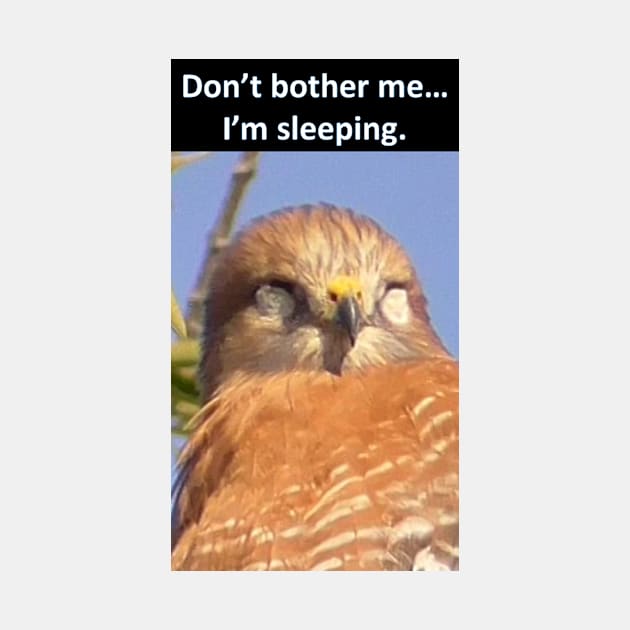 Hawk Sleeping "Don't bother me...I'm sleeping" by Battlefoxx Living Earth