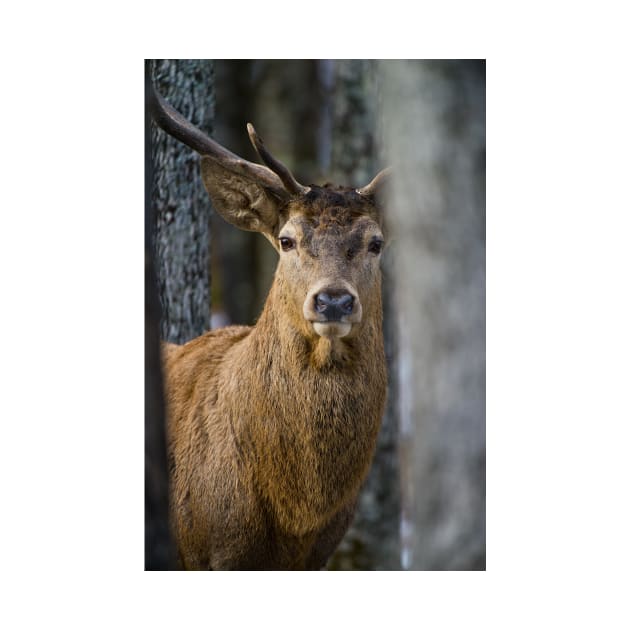 Red Deer Buck by jaydee1400