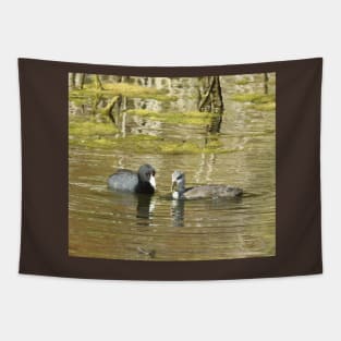 American Coots, birds, wildlife, gifts, mama and babe Tapestry