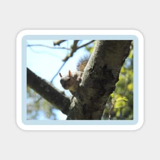 Eastern gray squirrel, wildlife photography, wild animals Magnet