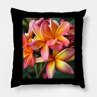 plumeria-flowers-frangipani-floral-blossom-petal-bloom-shirtyshirto-29 Pillow