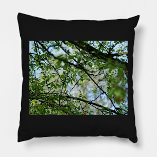 Spring time - tree through the leaves Pillow