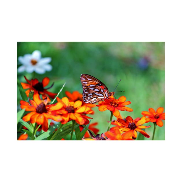 Gulf Fritillary On Zinnia by Cynthia48