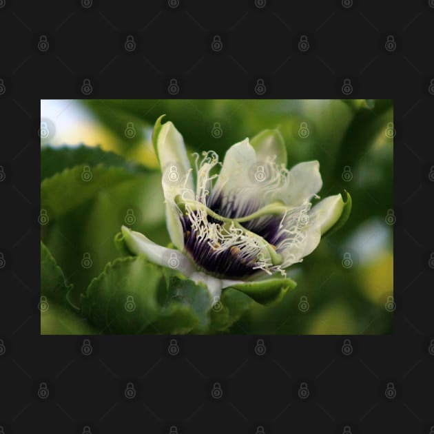 Passion Flower Budding Closeup by ButterflyInTheAttic