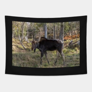 Moose in the fall woods Tapestry