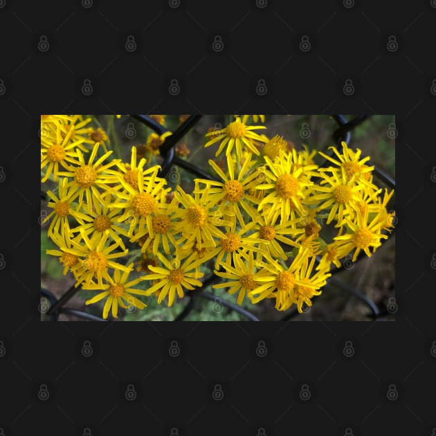 Yellow Daisies in Loyal Friendship Despite Obstacles by Photomersion