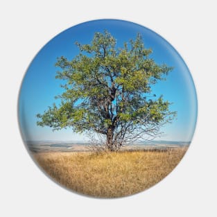 tree on the top of a hill Pin