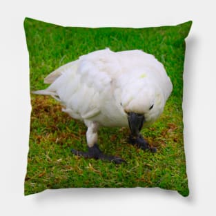 The Cockatoo without his Crest! Pillow