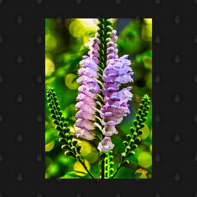 Obedient Plant 1 by Robert Alsop