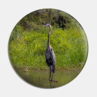 Great Blue Heron Bird in Tall Grass Pin