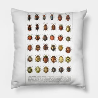 Ladybird Beetles Vintage Scientific Pillow