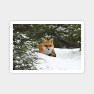 Red Fox In Snow Magnet