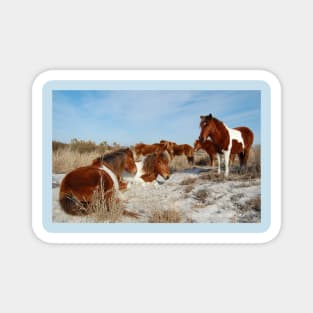 Wild horses, wildlife, gifts, painted horse, Assateague Island, Maryland Magnet