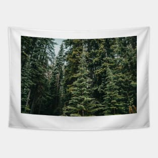 Alpine Evergreen Forest in the Mountains in Summer Tapestry