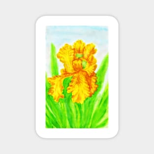 Yellow iris Magnet