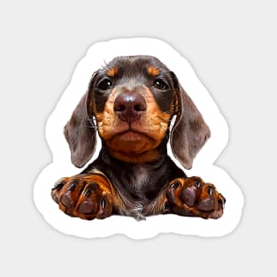 Dachshund Chocolate Tan Pup Magnet