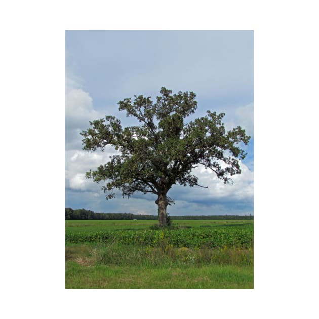 Single Tree In The Wide Open Fields by Cynthia48