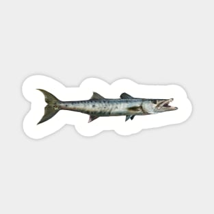 Barracuda Magnet