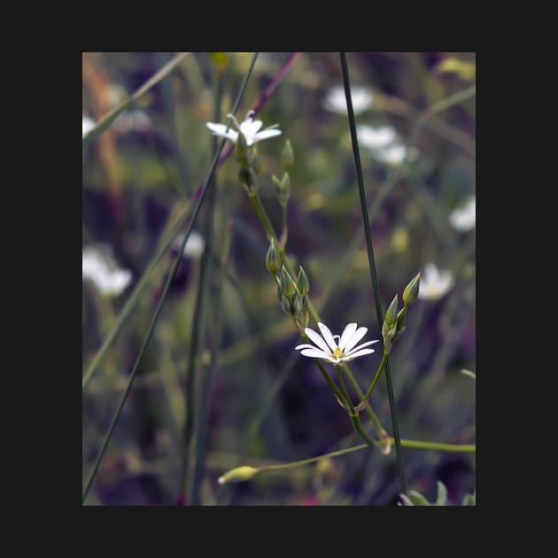 Tiny white flower on the grass background by lena-maximova