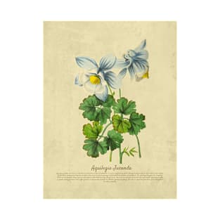 Aquilegia Jucunda With Details T-Shirt